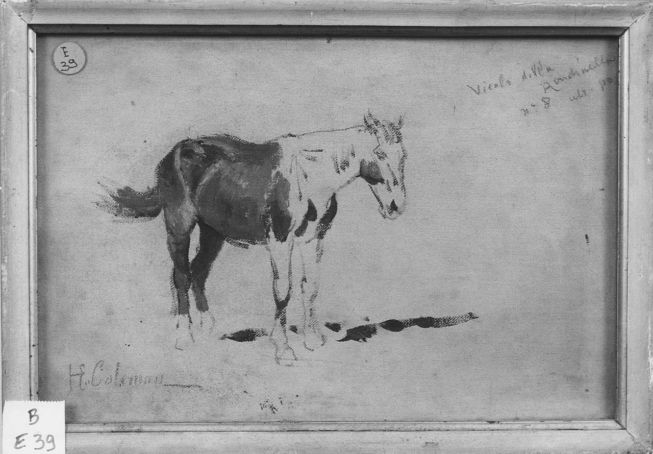 Cavallo - Museo Civico, Pescia